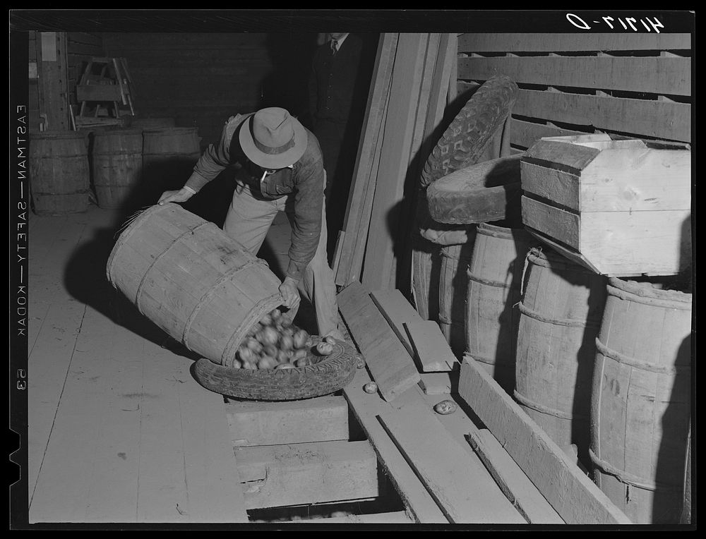 Unloading potatoes into one of the underground bins of the storage barns of the Woodman Potato Comapany. Caribou, Maine.…