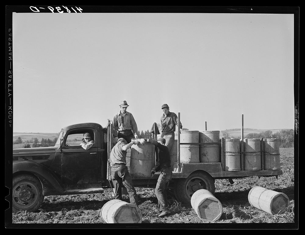Loading barrels of potatoes from the fields on to a truck to be taken to the storehouse. On a farm near Caribou, Maine.…
