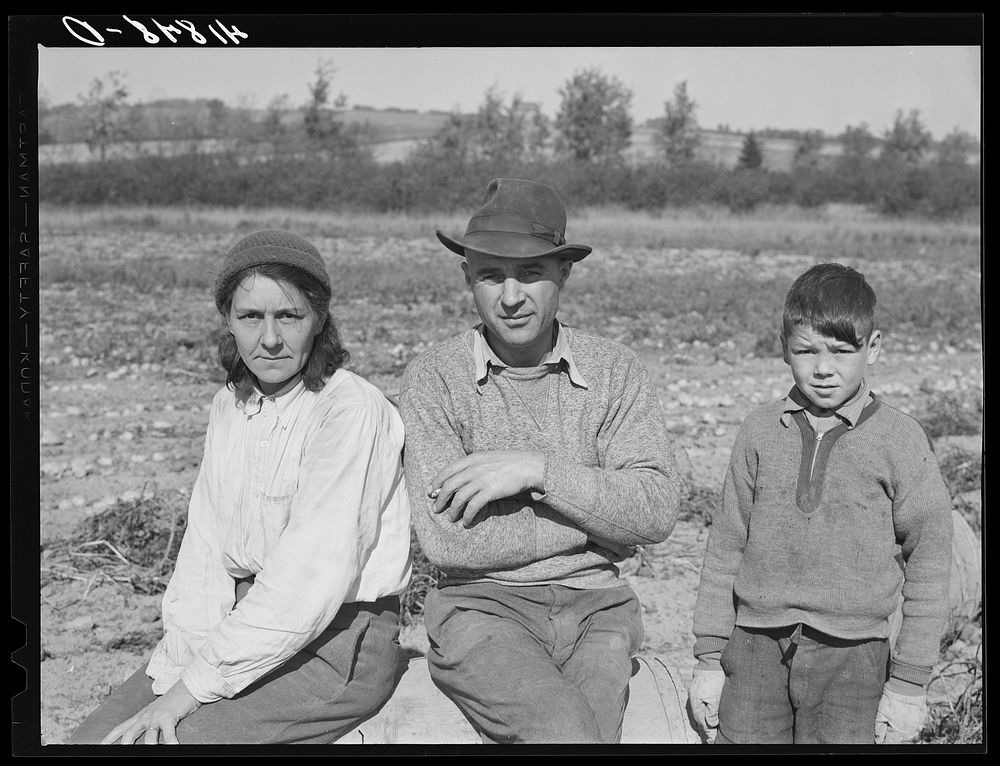 Very often entire families will become part of a large crew of potato pickers. French-Canadian mother, father and son during…