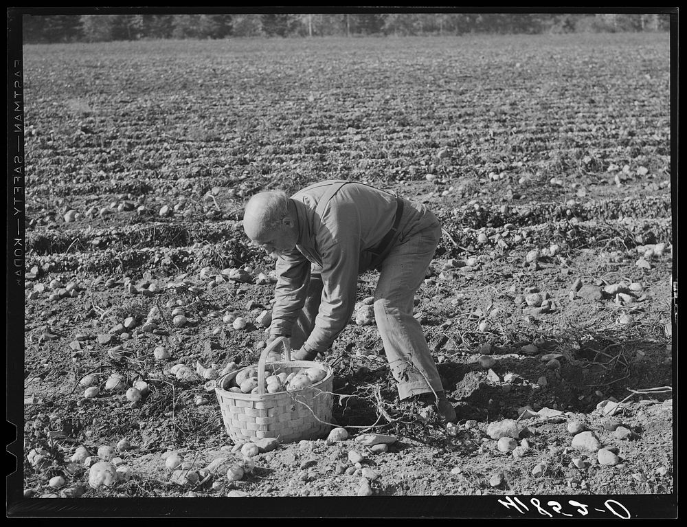 [Untitled photo, possibly related to: Old French potato picker on a large farm near Caribou, Maine]. Sourced from the…