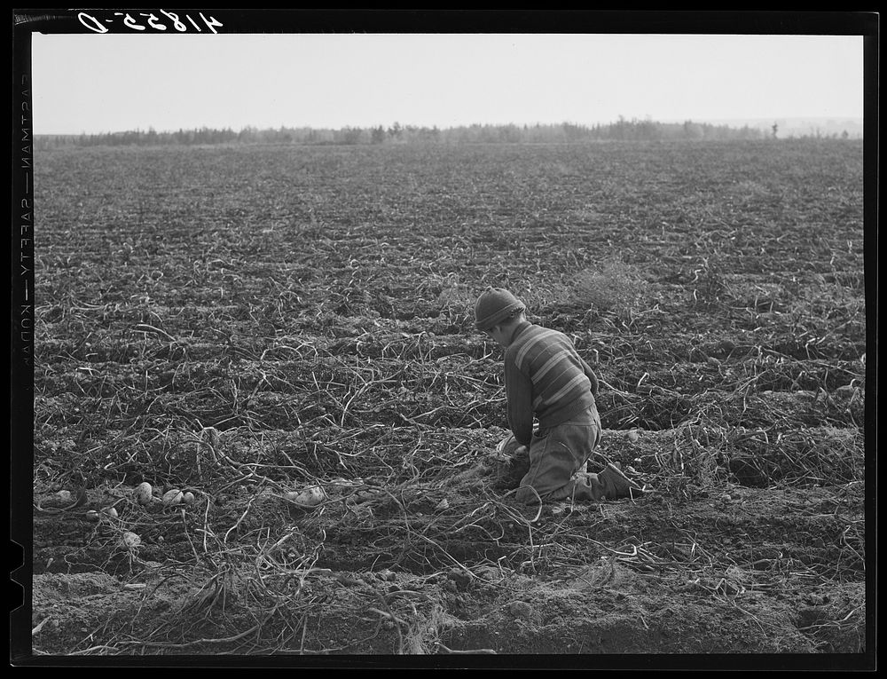 Children picking potatoes on a large farm near Caribou, Maine. Schools do not open until the potatoes are harvested. Sourced…