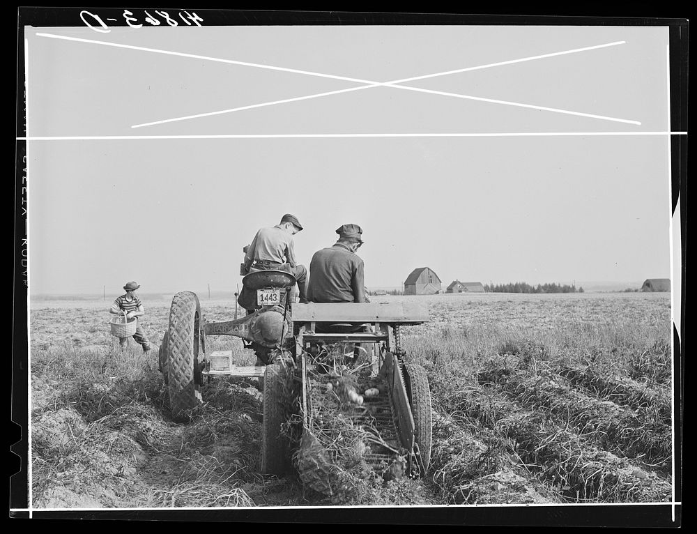 Harvesting potatoes with a single-row tractor-drawn digger on a farm near Caribou, Maine. Sourced from the Library of…