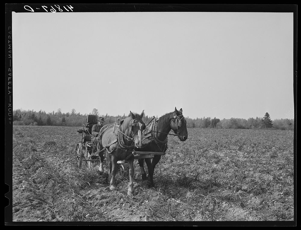 [Untitled photo, possibly related to: Rear view of a single-row potato digger used on a small farm near Caribou, Maine].…