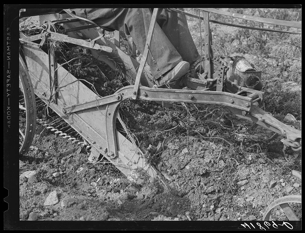 [Untitled photo, possibly related to: Section of a potato digger in action (front) on a farm near Caribou, Maine]. Sourced…