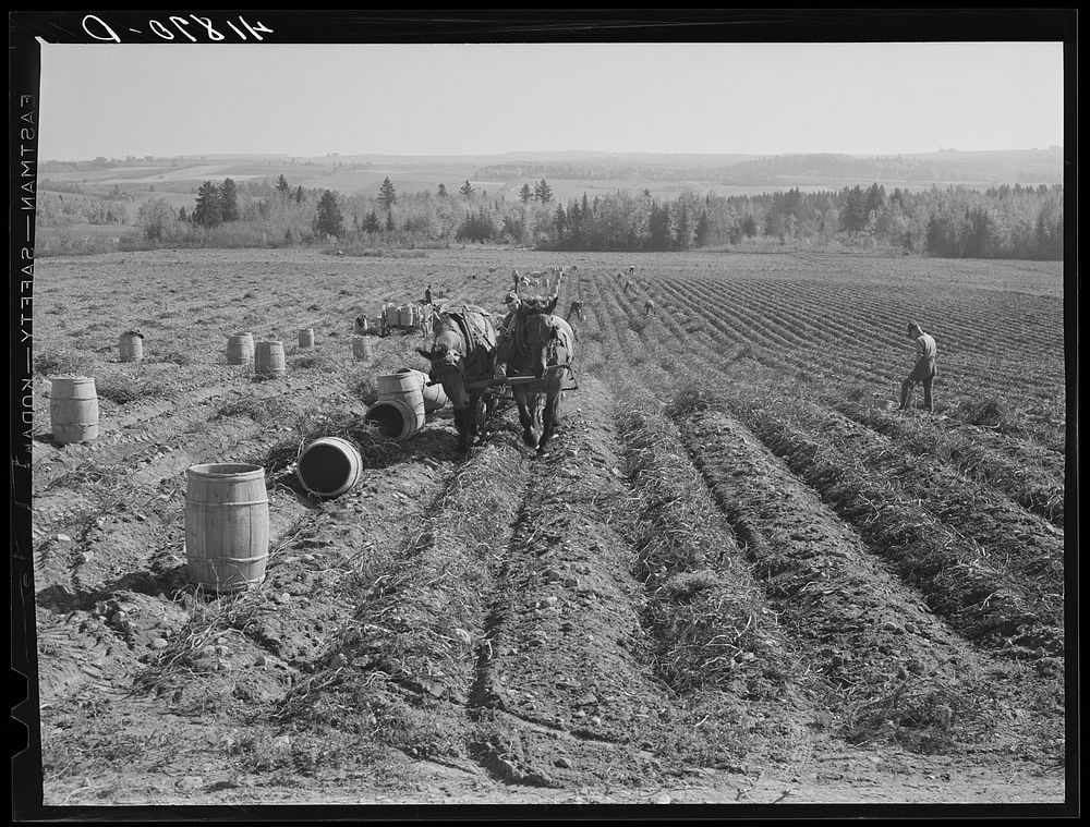 [Untitled photo, possibly related to: Gathering potatoes on a farm near Caribou, Maine]. Sourced from the Library of…