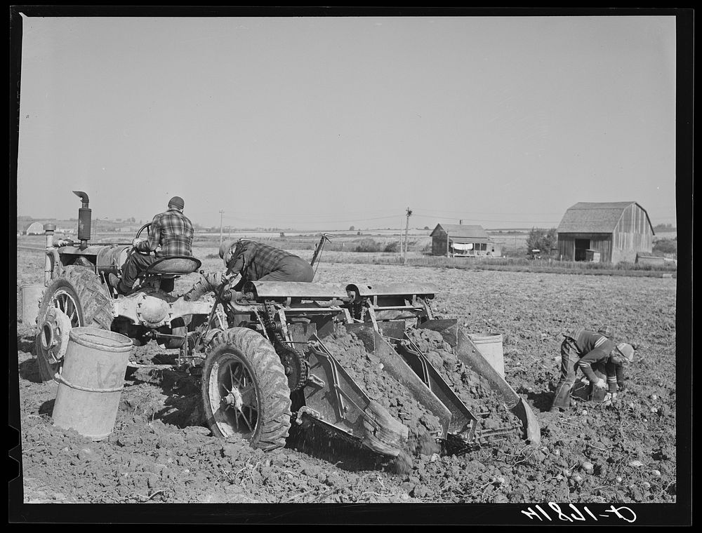 [Untitled photo, possibly related to: Double-row digger being used on a large potato farm near Caribou, Maine. Man on left…