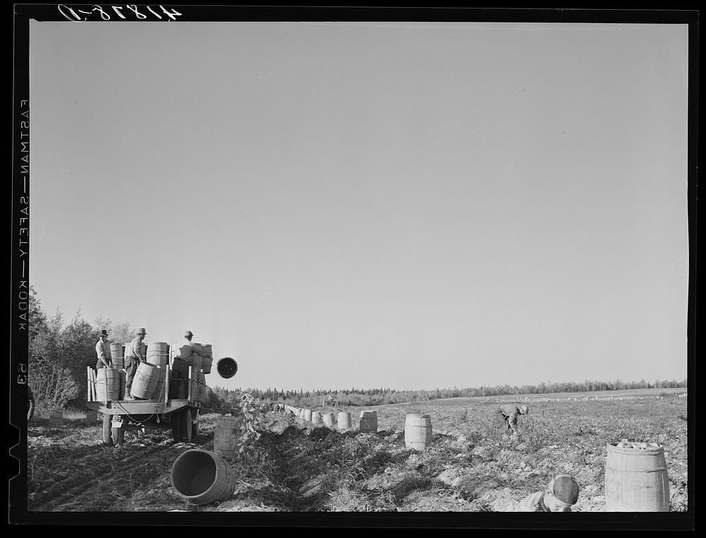 [Untitled photo, possibly related to: Loading barrels of potatoes from the fields on to a truck to be taken to the…