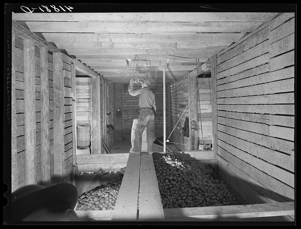 Hoisting potatoes to be dumped into a storage bin at the farm of the Woodman Potato Company. Eleven miles north of Caribou…