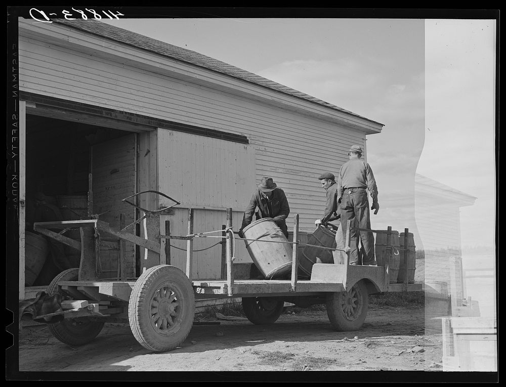 Unloading potatoes at the storage barn on one of the Woodman Potato Company farms, eleven miles north of Caribou, Maine.…