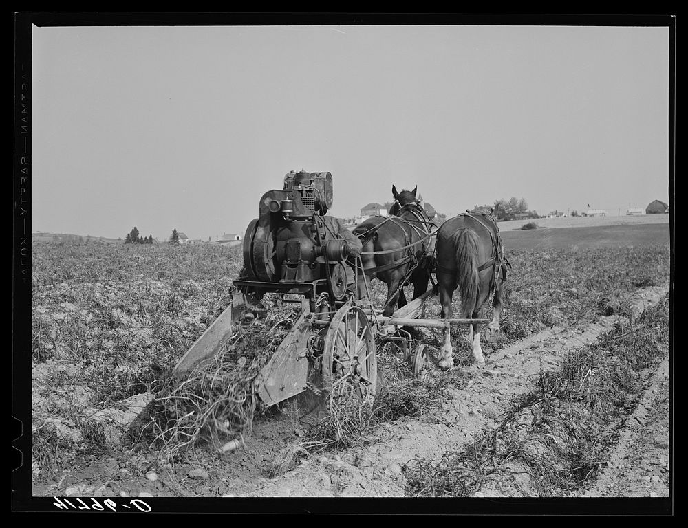 [Untitled photo, possibly related to: Section of a potato digger in operation (rear) on a farm near Caribou, Maine]. Sourced…