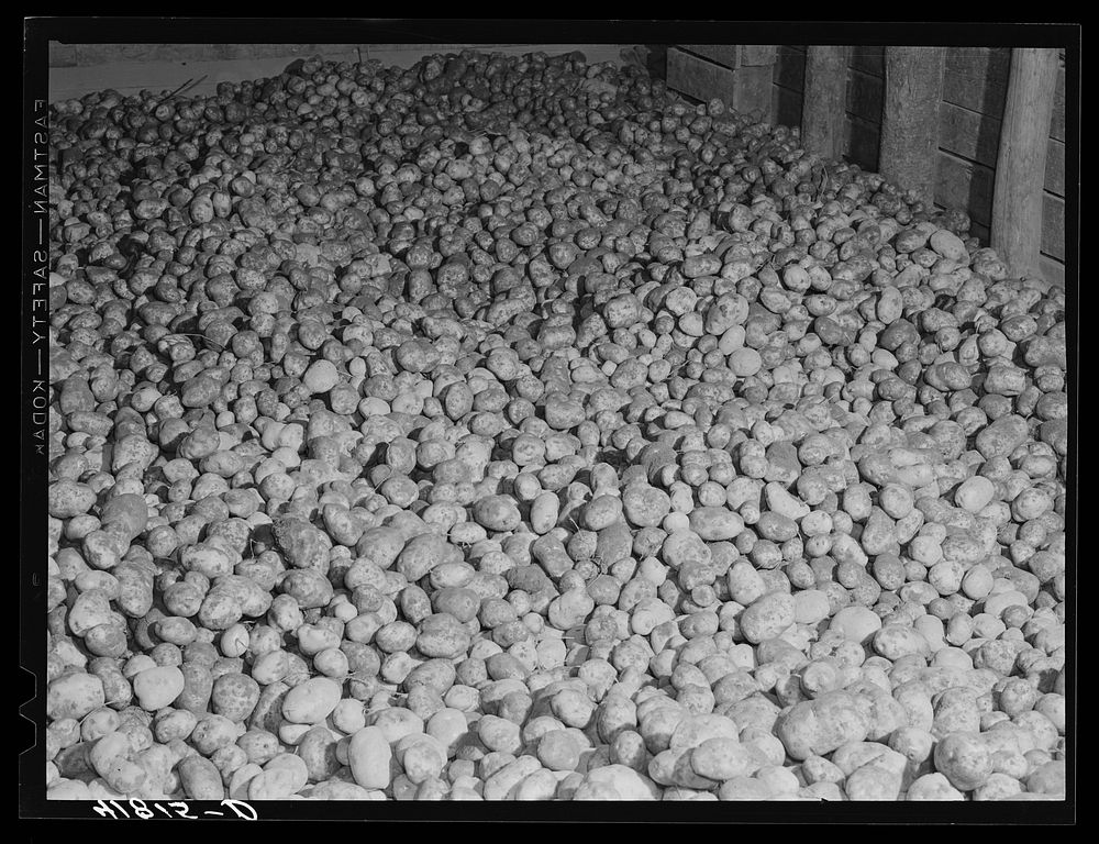 Seed potatoes in a storage bin at the Woodman Potato Company. Eleven miles north of Caribou, Maine. Sourced from the Library…