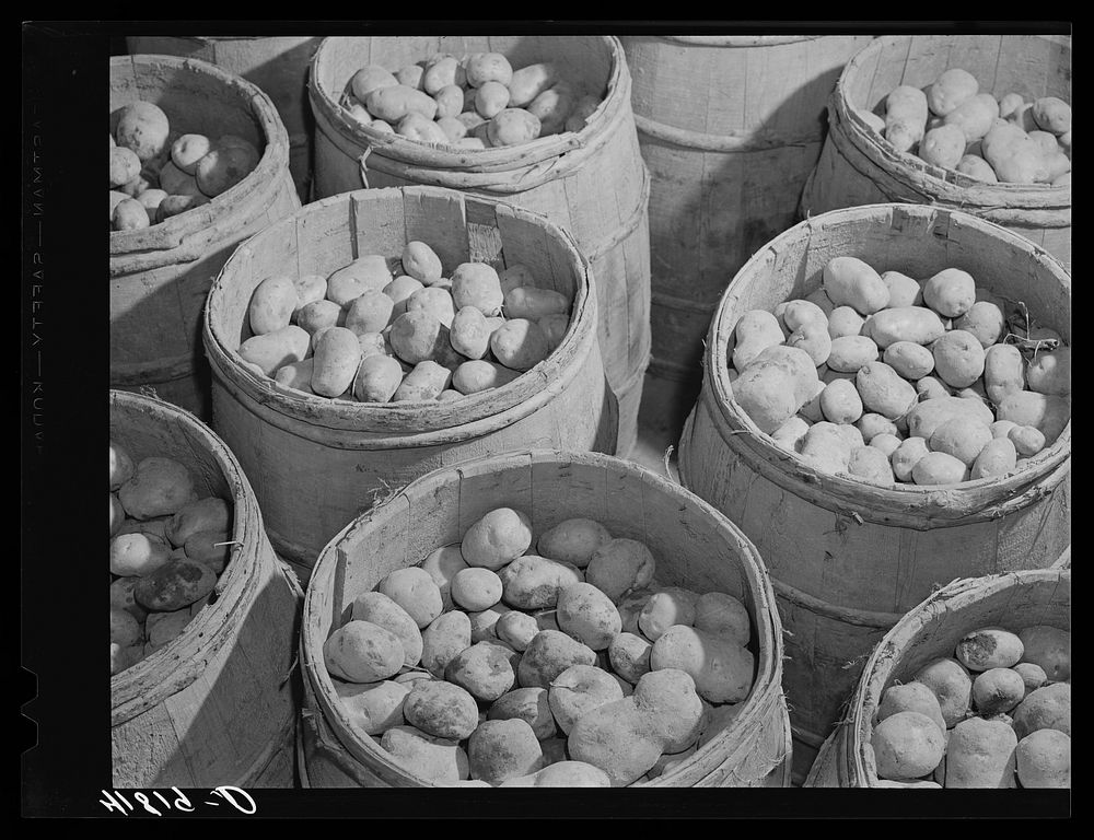 Barrels of seed potatoes at the storage barn of the Woodman Potato Company. Eleven miles north of Caribou, Maine. Sourced…