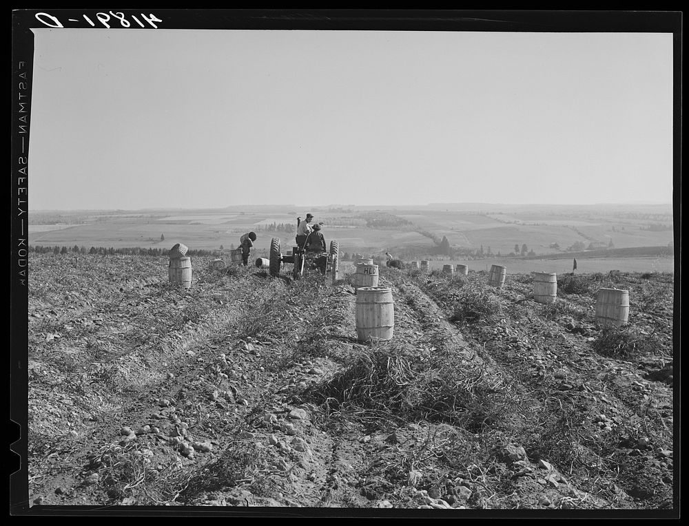 Tractor-drawn potato digger in a field near Caribou, Maine. Sourced from the Library of Congress.