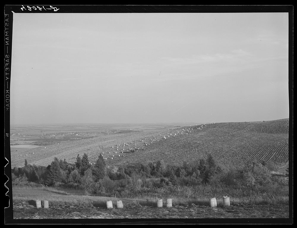 A potato field just outside of Van Buren, Maine. Sourced from the Library of Congress.