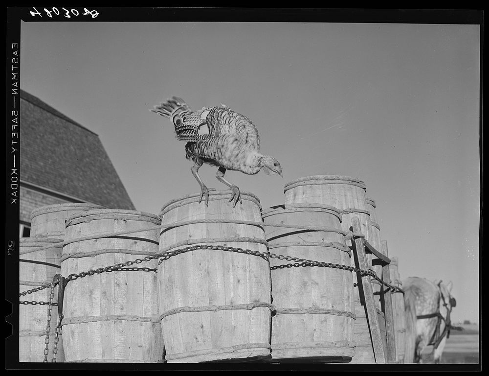Turkey on the farm of Robert Cunningham, potato farmer near Washburn, Maine. Sourced from the Library of Congress.