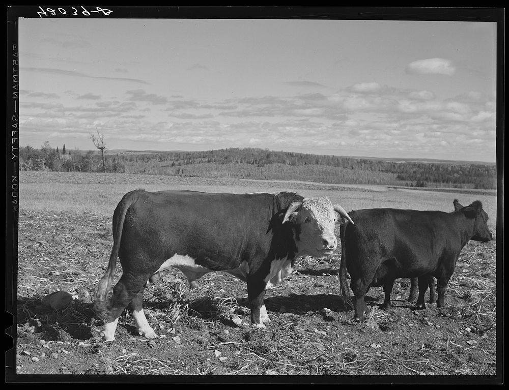 [Untitled photo, possibly related to: Prize bull owned by Robert Cunningham, FSA (Farm Security Administration) client. Beef…