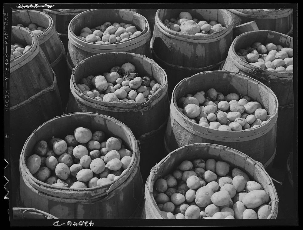 Inferior grade potatoes brought for sale to a starch factory in Van Buren, Maine. Sourced from the Library of Congress.
