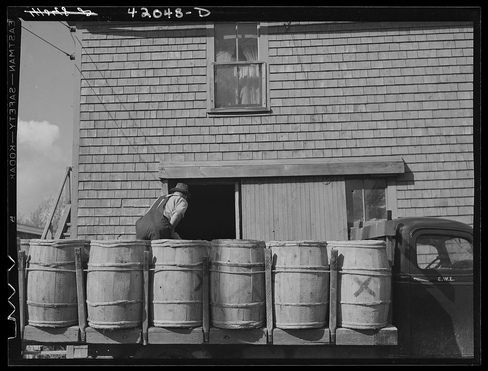 Unloading potatoes at a starch factory in Van Buren, Maine. Sourced from the Library of Congress.