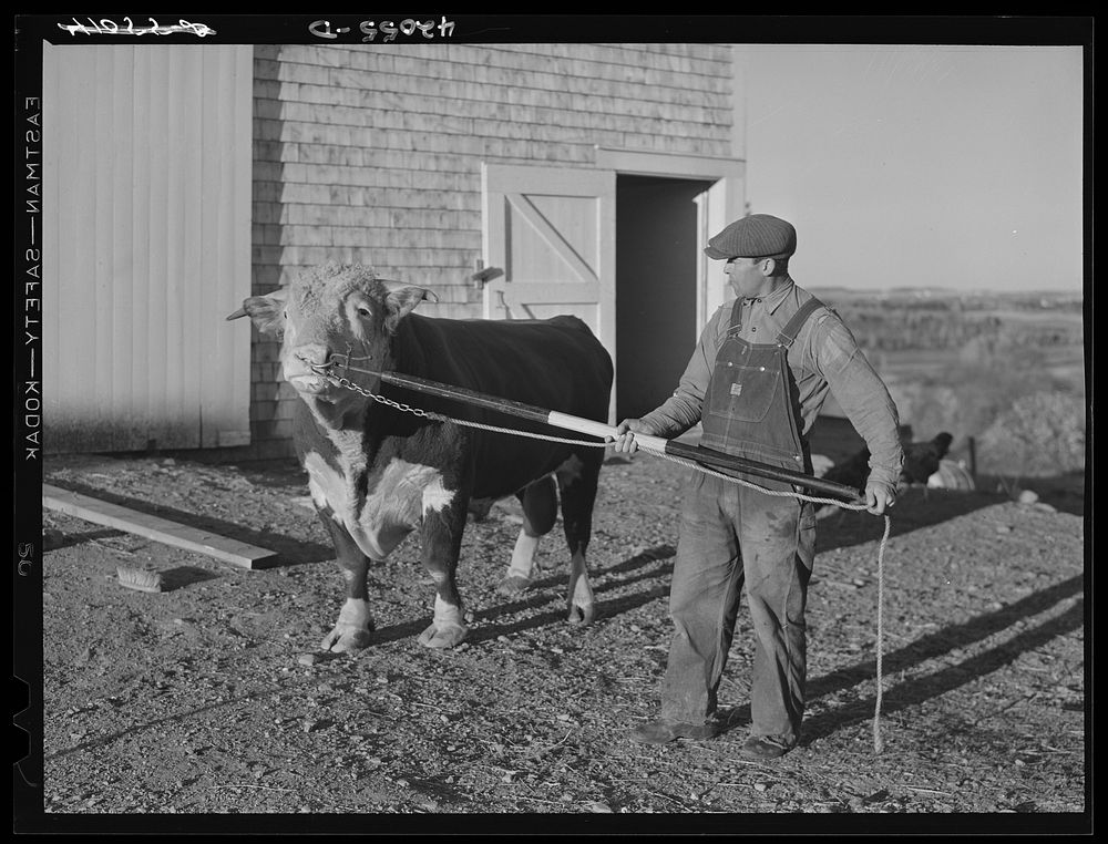 [Untitled photo, possibly related to: Prize bull owned by Robert Cunningham, FSA (Farm Security Administration) client. Beef…