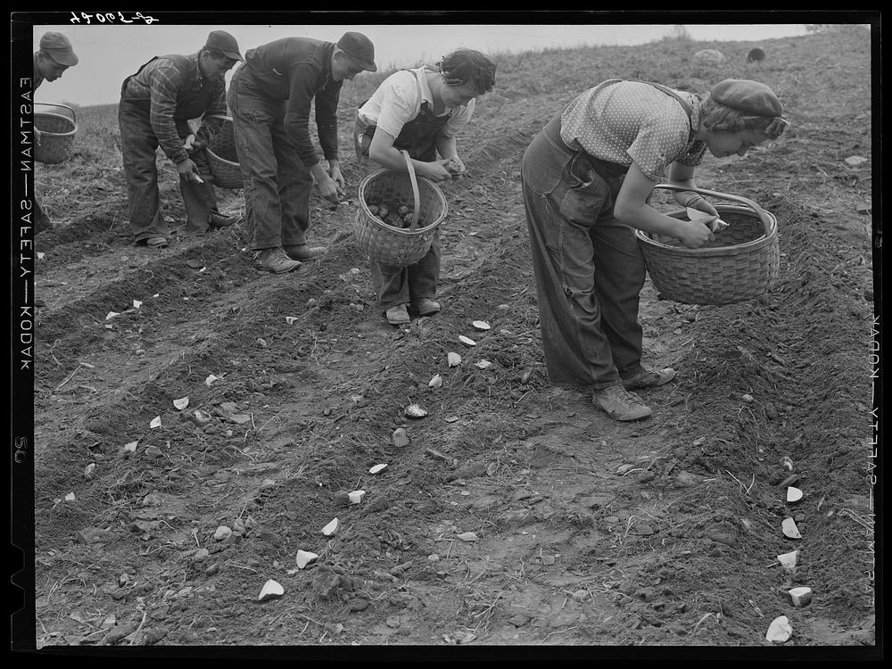 Demonstration of the method of cutting and planting seed potatoes as practiced on the Levesque farm near Van Buren, Maine.…