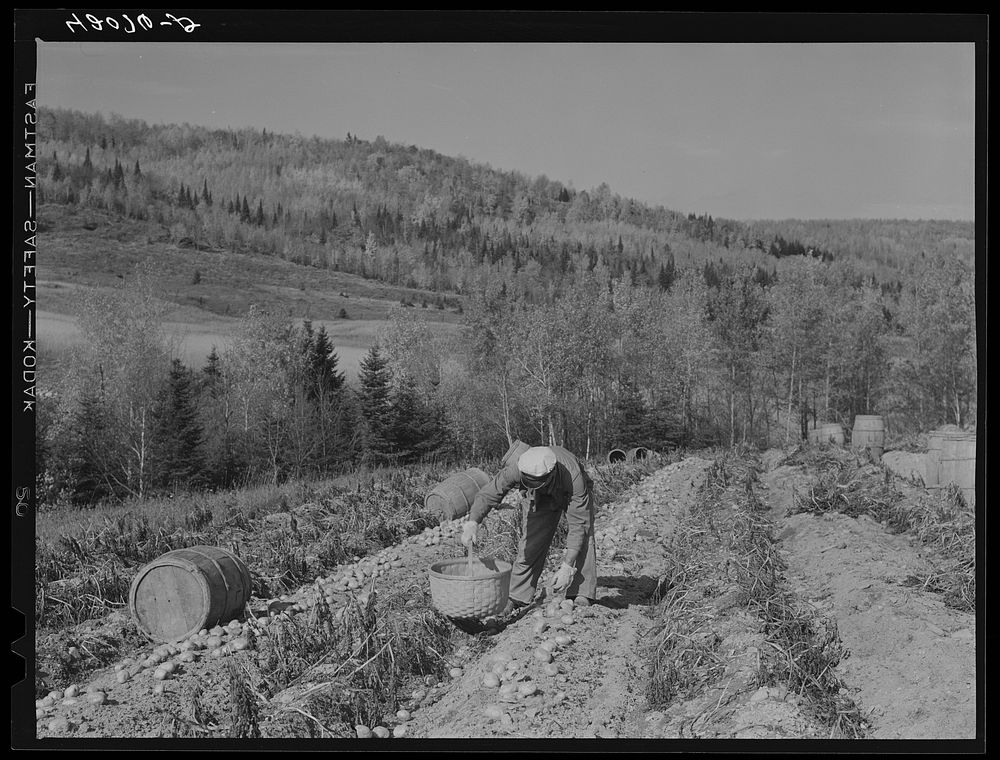 Picking potatoes of the isolation unit of the farm of Mr. Lawrence J. Brown, FSA (Farm Security Administration) client near…