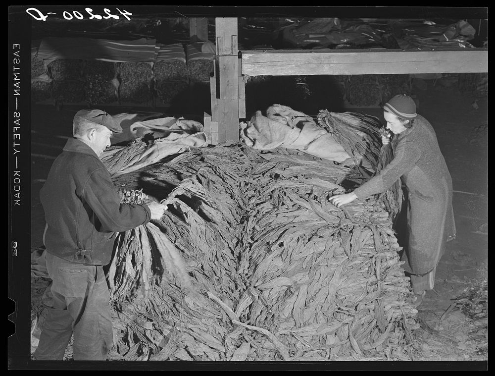 Mr. and Mrs. Oliver Barber stripping tobacco in their barn. Windsorville Connecticut. Sourced from the Library of Congress.