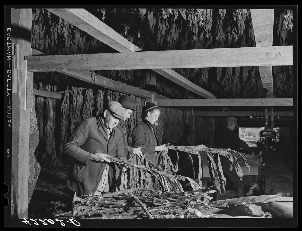 Stripping tobacco in the barn of Mr. Robert J. Hawthorne, near Hazardville, Connecticut. Sourced from the Library of…