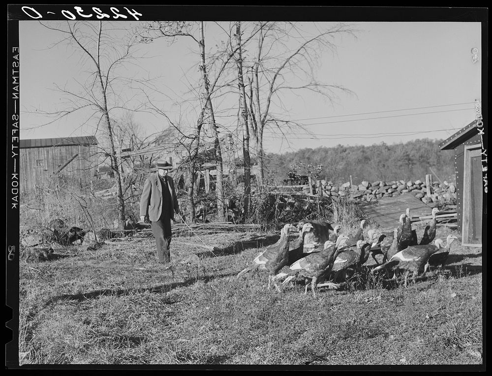 Old Yankee farmer, has a small farm with a subsistance garden and some turkeys. Near Fitchville, Connecticut. Sourced from…