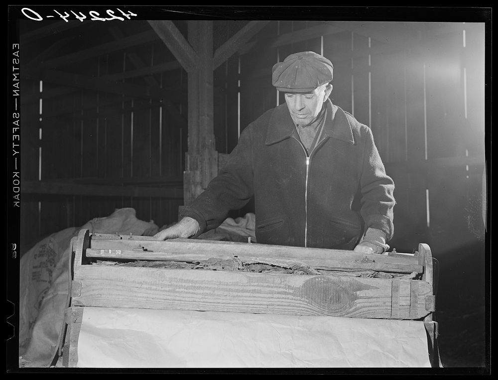 Mr. Oliver Barber, wrapping tobacco in the tobacco press after the stripping operation in his barn. Mr. Barber is a small…