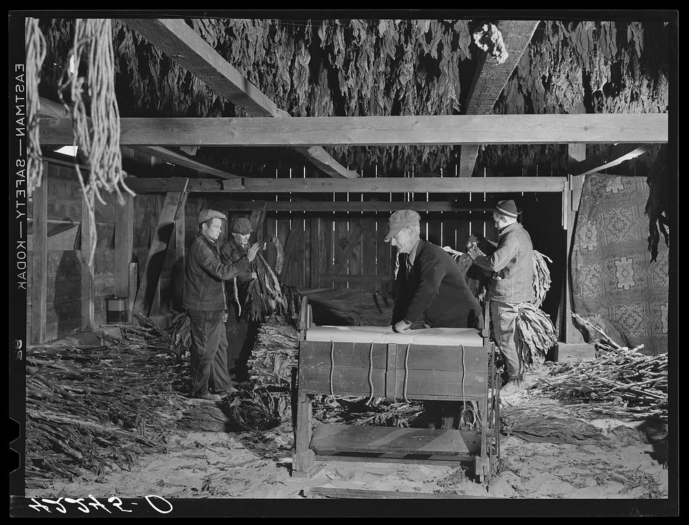 General view of stripping and wrapping operations in the tobacco barn of Mr. Robert J. Hawthorne, a tobacco farmer near…