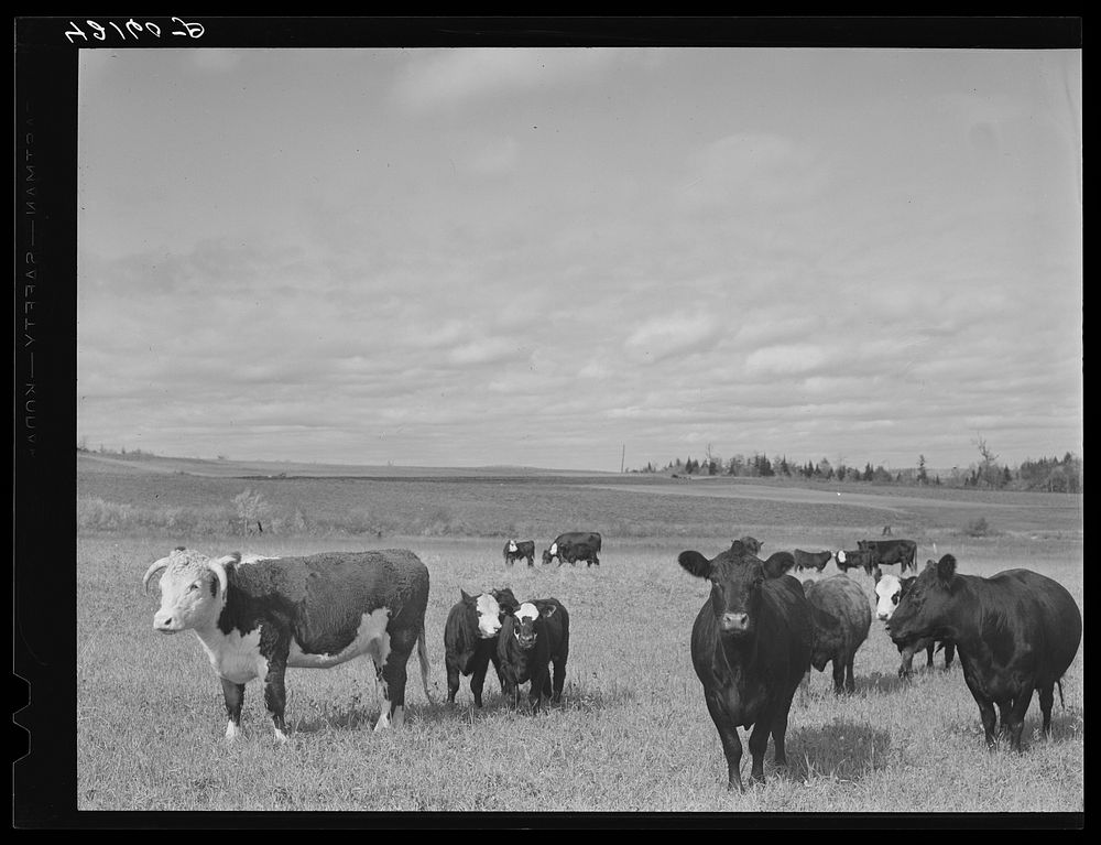 Beef cattle on a farm in Aroostook County, Maine. The use of beef cattle as a supplementary source of income to potatoes is…