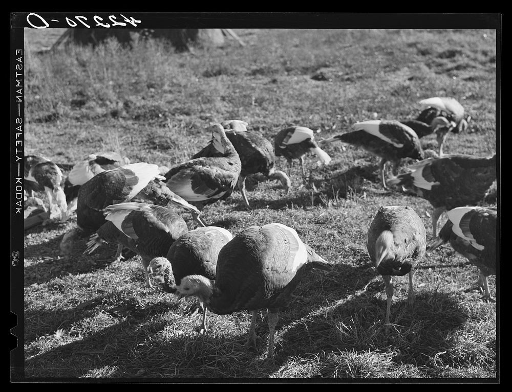 [Untitled photo, possibly related to: Old Yankee farmer, has a small farm with a subsistance garden and some turkeys. Near…