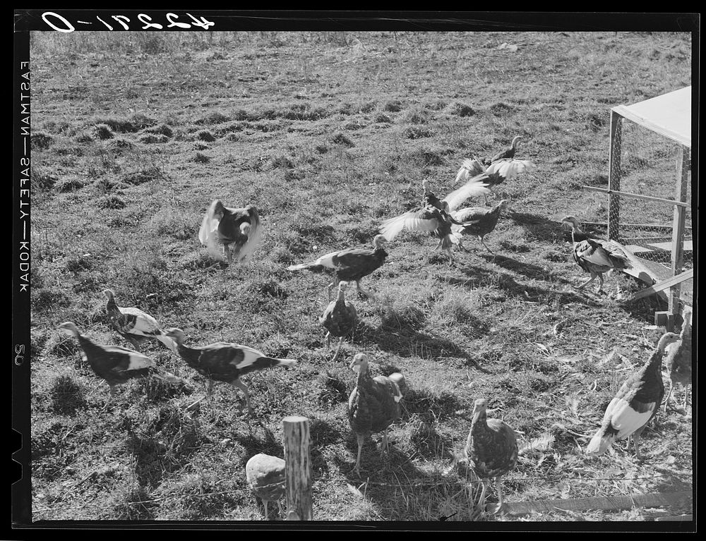 [Untitled photo, possibly related to: Old Yankee farmer, has a small farm with a subsistance garden and some turkeys. Near…