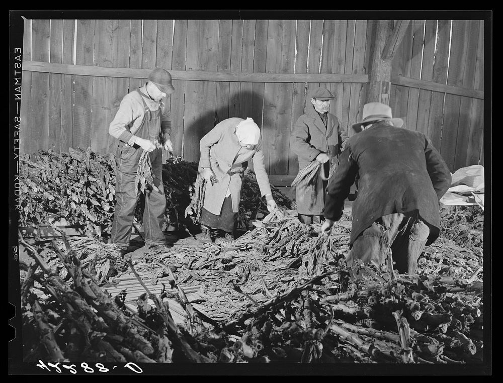 Stripping tobacco on the farm of Mr. William and Mr. Martin O'Donnell. The three workers in the background are Polish hired…