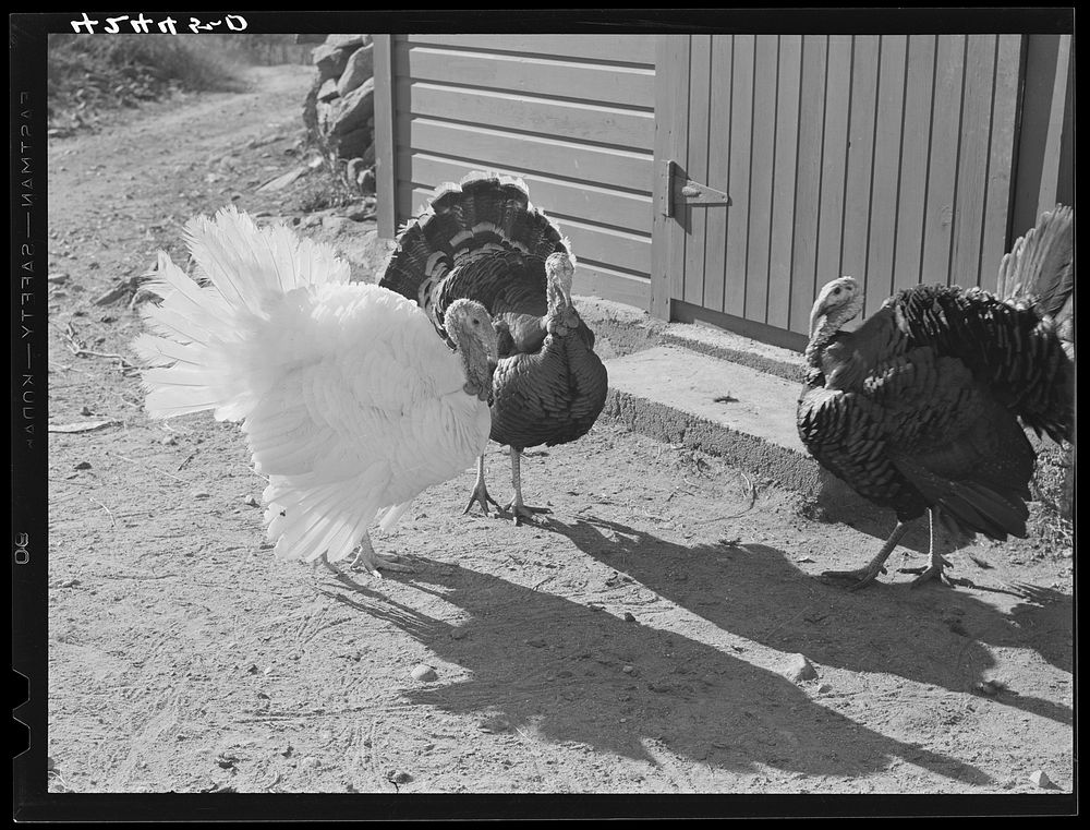 Turkeys on the farm of Mr. Metzendorf, Jewish poultry farmer of Ledyard, Connecticut. Sourced from the Library of Congress.