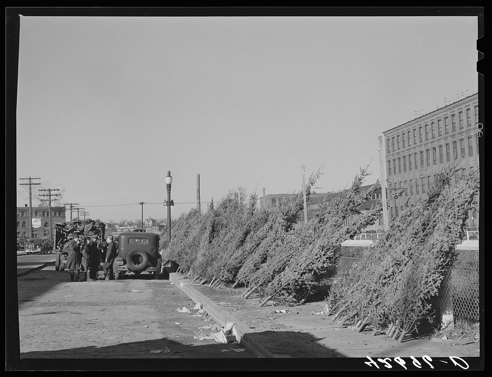 [Untitled photo, possibly related to: Christmas trees for sale at the market in Providence, Rhode Island]. Sourced from the…