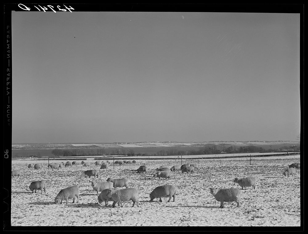 Sheep grazing near Newport, Rhode Island. Sourced from the Library of Congress.