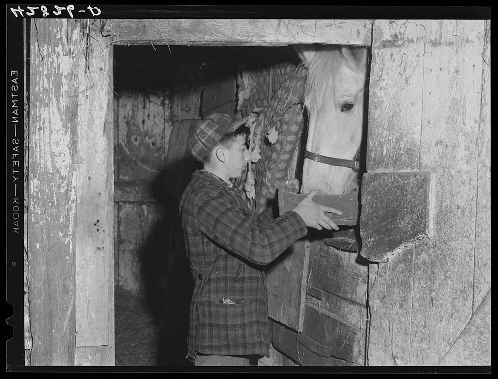 One of the sons of Mr. Anthony Forgetta, Italian vegetable farmer, feeding the horse after coming home from school. Mr.…