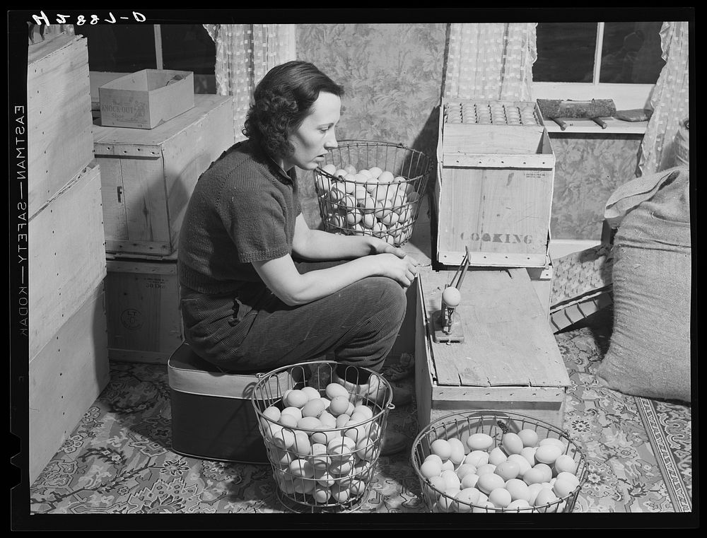 Mrs. Richard Carter, poultry farmer of Middleboro, Massachusetts. She runs the poultry business of one thousand while her…