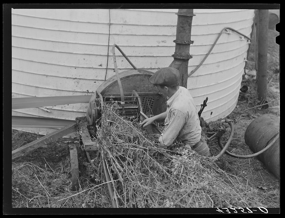Feeding grain into ensilage cutter. Farm near Rockville, Maryland. Sourced from the Library of Congress.