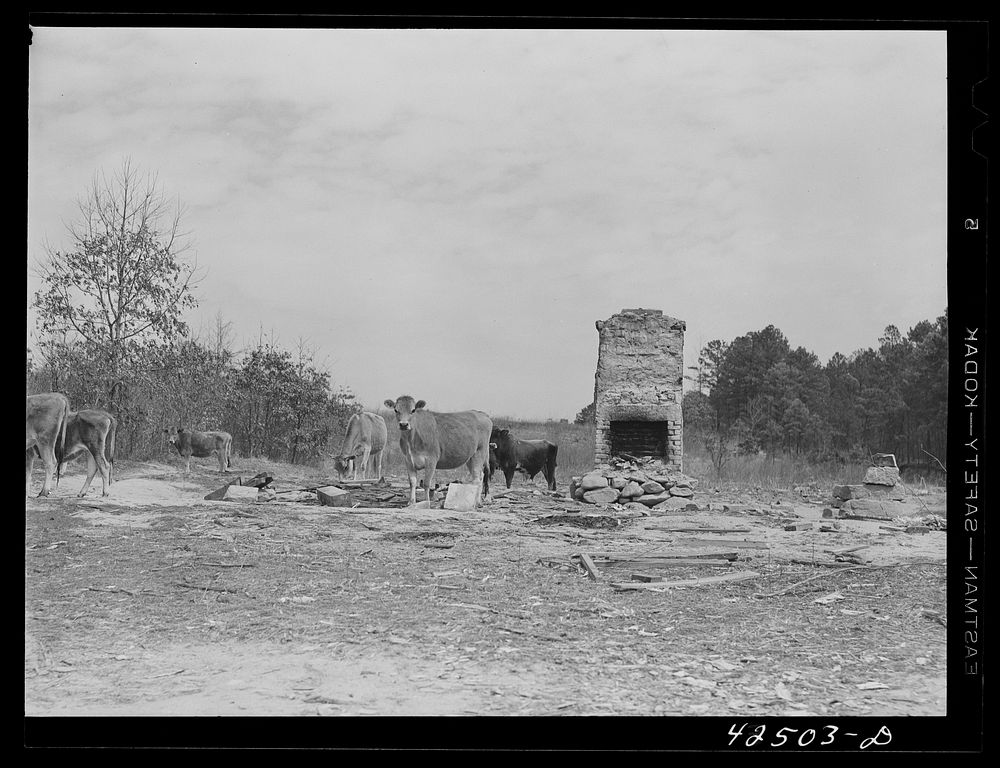 Cows grazing near the remains of a house that had been moved out of the Camp Croft area. Near Spartanburg, South Carolina.…