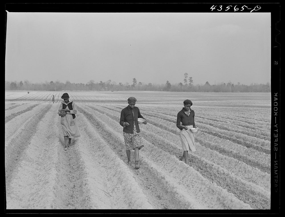 Planting corn on a large plantation near Moncks Corner, South Carolina. Sourced from the Library of Congress.