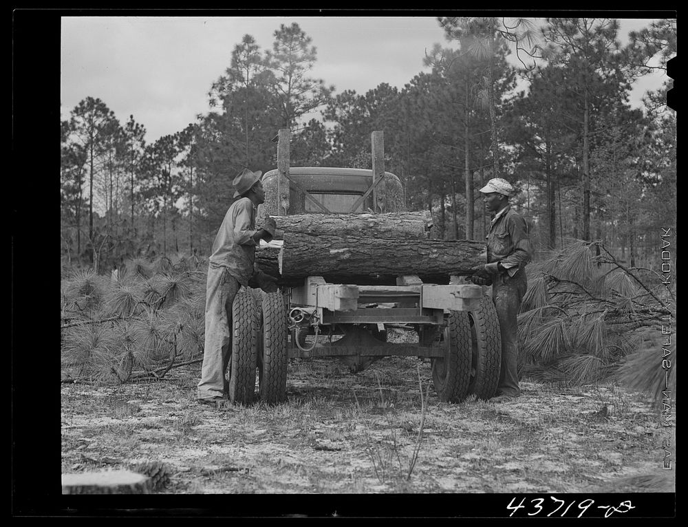 Hauling logs from Hazlehurst Farms Inc., Hazlehurst, Georgia. Sourced from the Library of Congress.