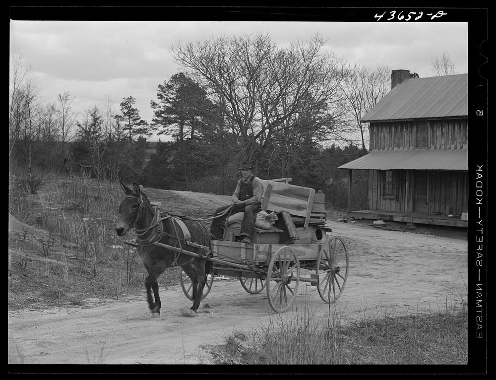 [Untitled photo, possibly related to: Tenant farmer moving the last load of his belongings out of the Camp Croft area near…