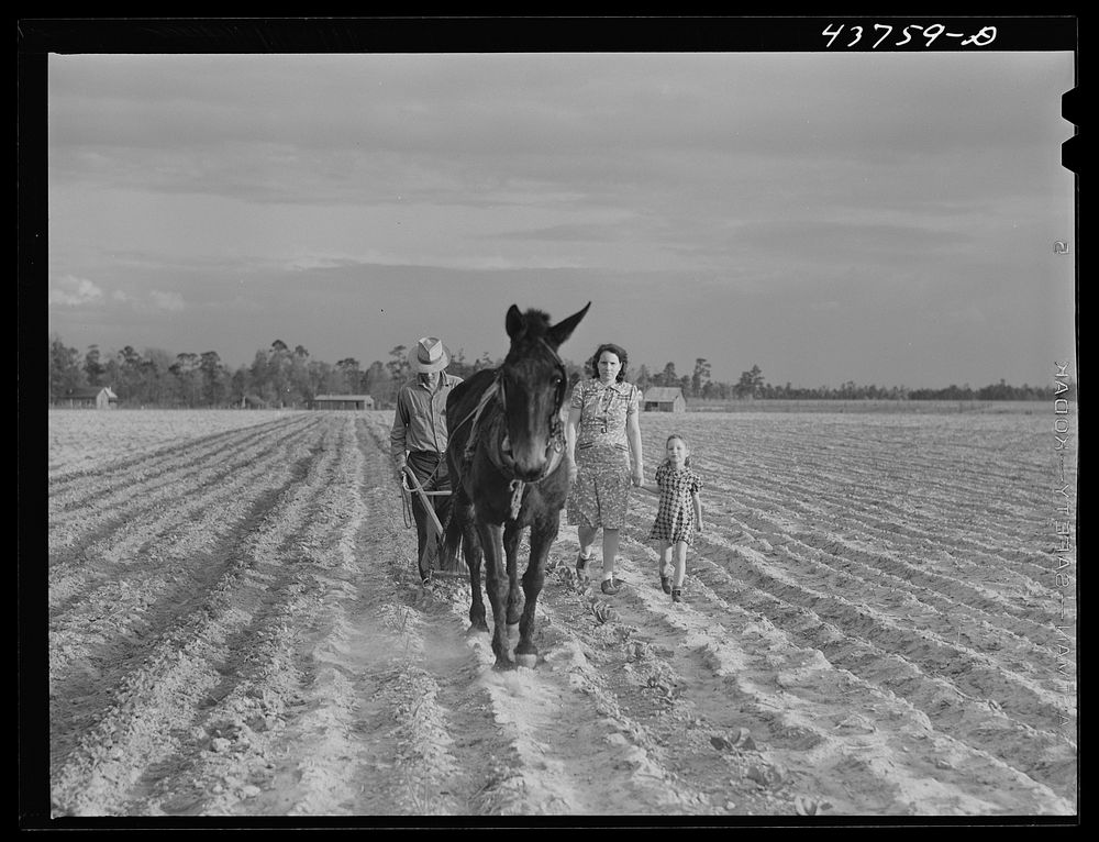 Levi Usher and his family plowing their two-acre tract in the community garden at Hazlehurst Farms, Georgia. Sourced from…