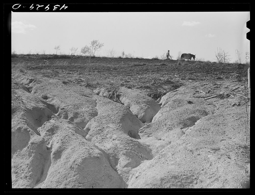 [Untitled photo, possibly related to: Erosion south of Franklin. Heard County, Georgia]. Sourced from the Library of…