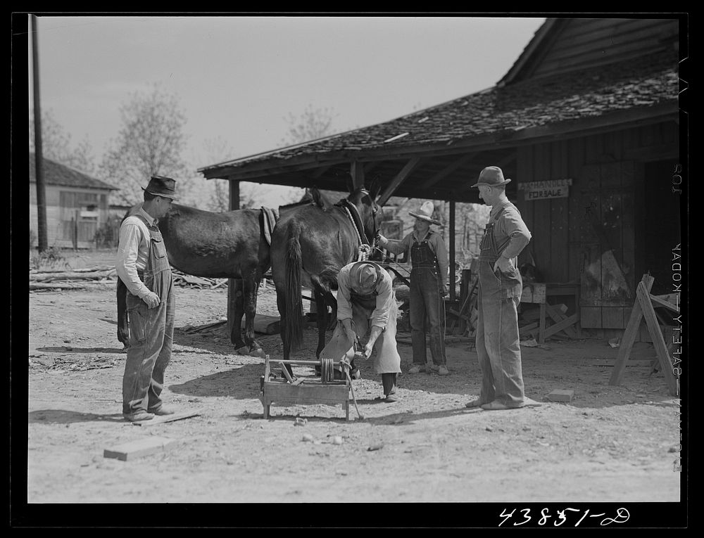 Shoeing a mule in Glenloch. Heard County, Georgia. Sourced from the Library of Congress.