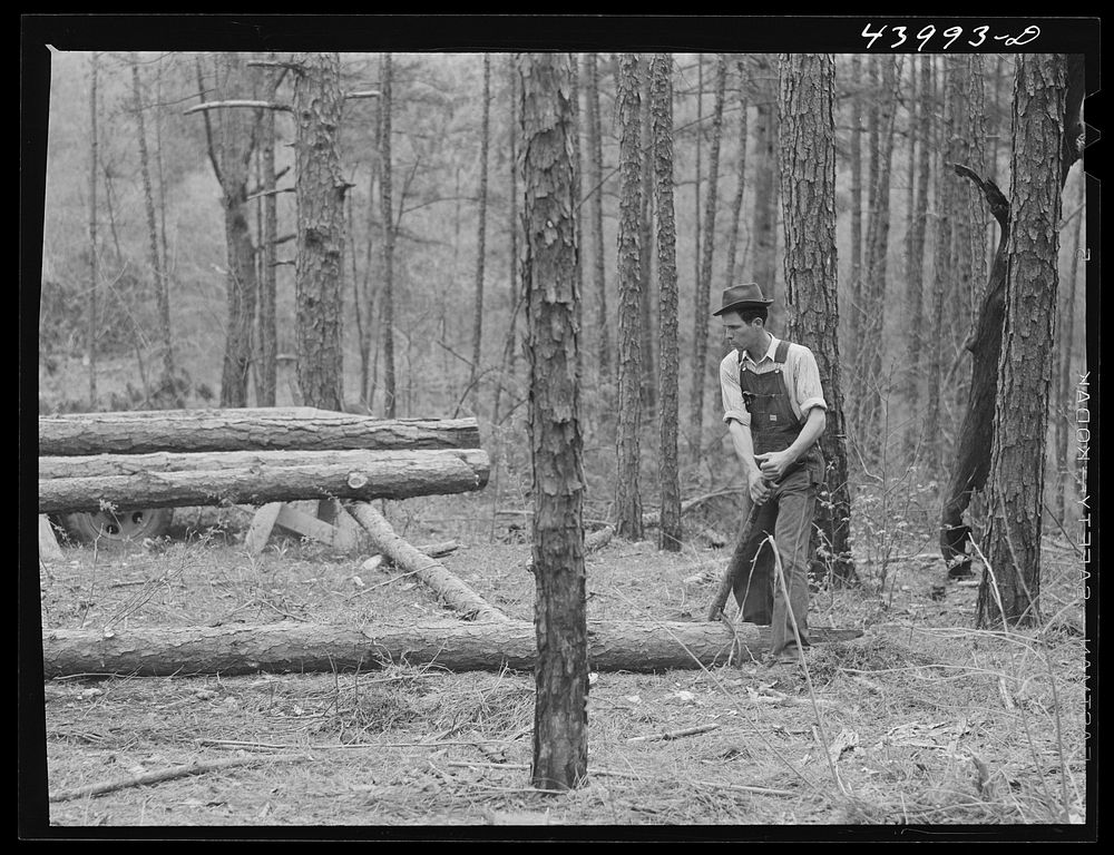 Lumbering. Heard County, Georgia. Sourced from the Library of Congress.