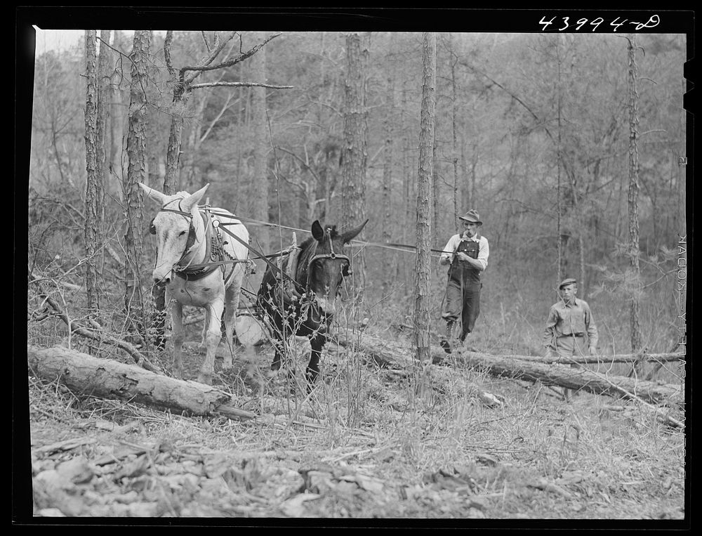 Hauling logs. Heard County, Georgia. Sourced from the Library of Congress.