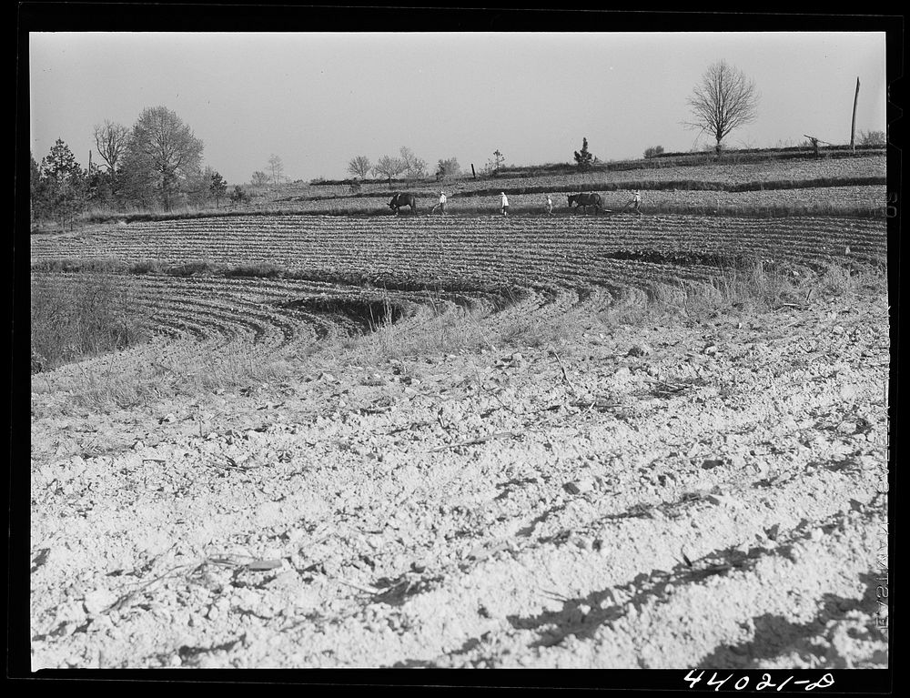 [Untitled photo, possibly related to: Planting cotton near Franklin. Heard County, Georgia]. Sourced from the Library of…